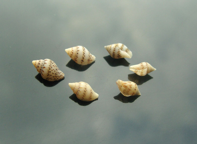 Mini Beach Shell (sold in per package of 25 pcs)