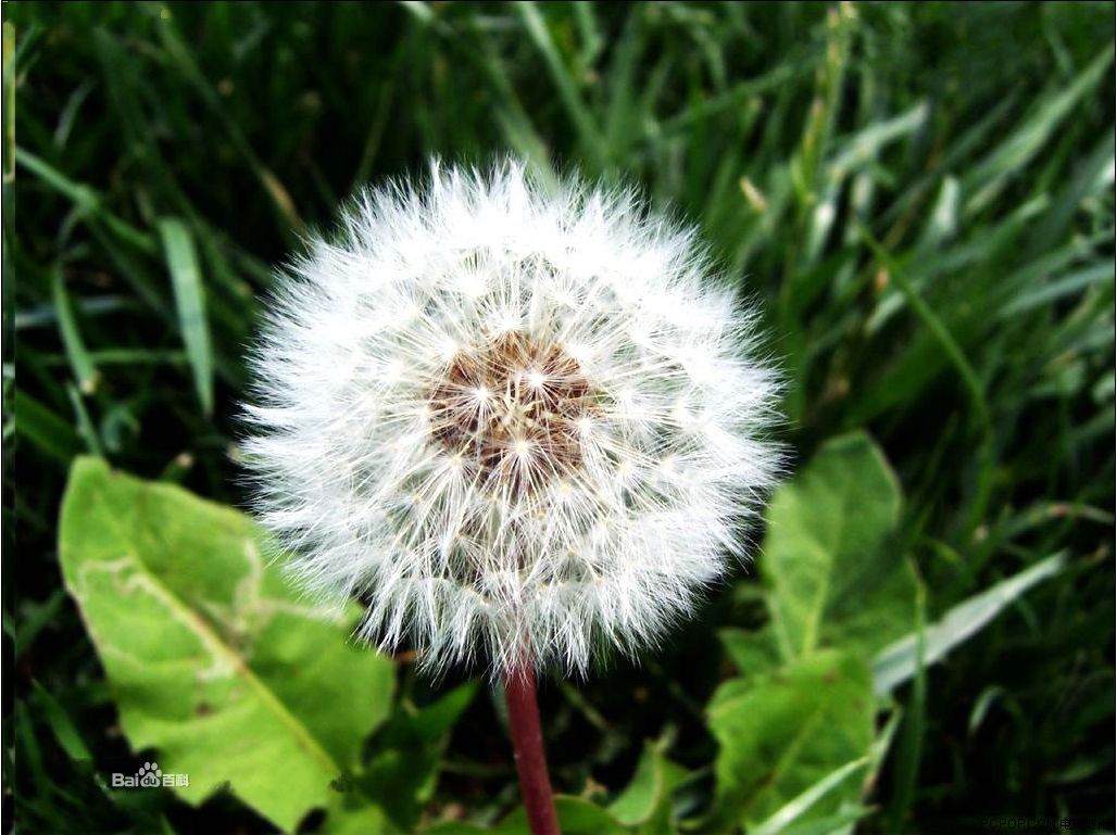 Real Nature Dandelion Seed(20pcs)