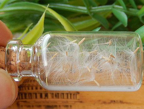 Glass jar with MINI dandelion seeds(Sold in per package of 20pcs)