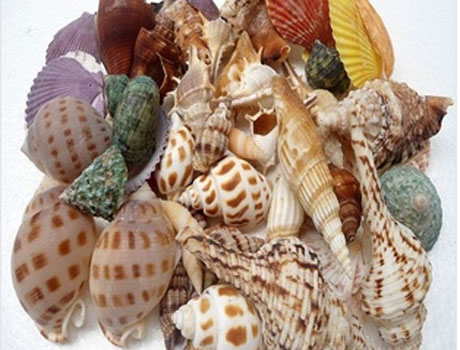 3-10CM Mixed Nature Conch Sea Shell Beads(Sold with package of 10pcs)