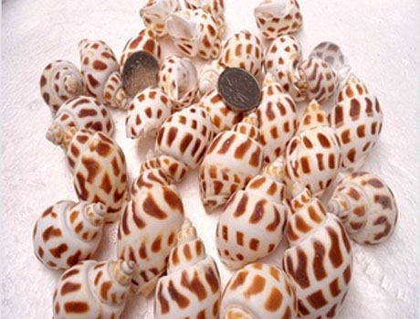 2.5-4CM Nature Conch Sea Shell Beads(Sold with package of 2pcs)