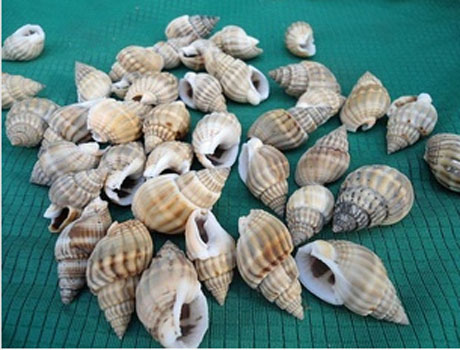 1-1.5CM Nature Conch Shell Beads(Sold with package of 30pcs)