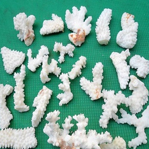 2-8cm Nature Sea Coral reefs - Sold in per package of 2 pcs
