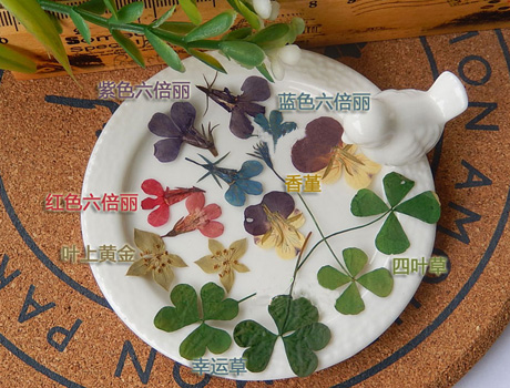 Real Nature Dried Flower (Mixed Designs and colors,Sold of 5pcs)