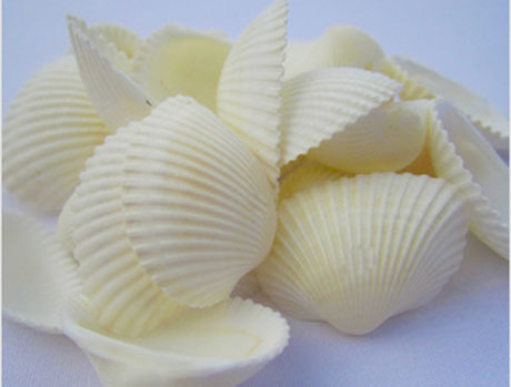 2-4CM Nature white sea Shells-life photography(Sold with package of 20pcs)