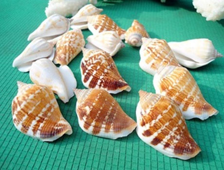 3-6CM Nature Conch Sea Shell Beads(Sold with package of 2pcs)