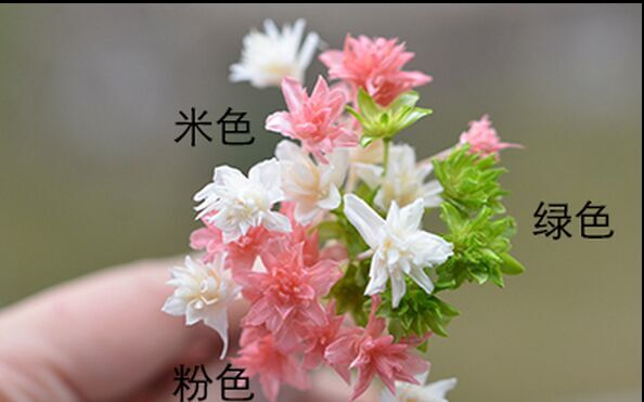 Real dry Japanese flower(Sold in per package of 5pcs)
